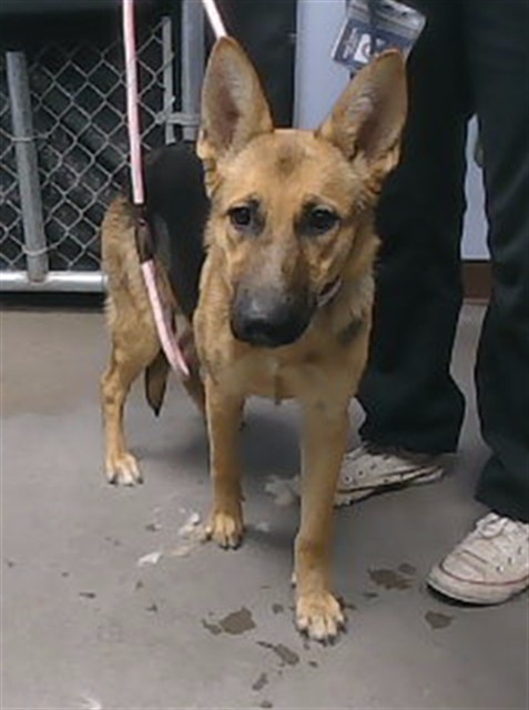 Shelter Stray Female Dog last seen BANFF LN AND 47TH AVE, 2500 S 27th Ave, Phoenix, AZ 85009, USA