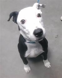 Shelter Stray Male Dog last seen MOUNTAIN VIEW RD AND 13TH AVE, 2500 S 27th Ave, Phoenix, AZ 85009, USA
