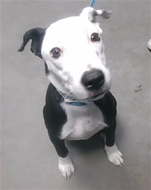 Shelter Stray Male Dog last seen MOUNTAIN VIEW RD AND 13TH AVE, 2500 S 27th Ave, Phoenix, AZ 85009, USA