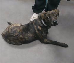 Shelter Stray Female Dog last seen 35TH AVE AND SOUTHERN AVE, 2500 S 27th Ave, Phoenix, AZ 85009, USA