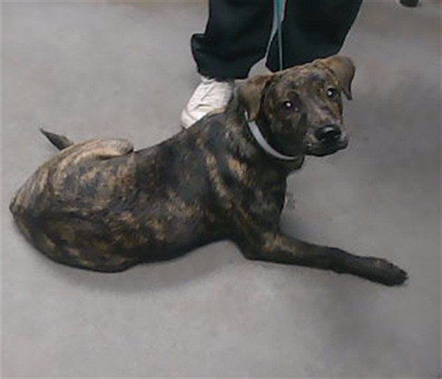 Shelter Stray Female Dog last seen 35TH AVE AND SOUTHERN AVE, 2500 S 27th Ave, Phoenix, AZ 85009, USA