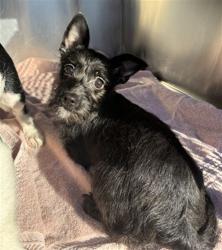 Shelter Stray Female Dog last seen PALM LN AND 83RD AVE, 2500 S 27th Ave, Phoenix, AZ 85009, USA