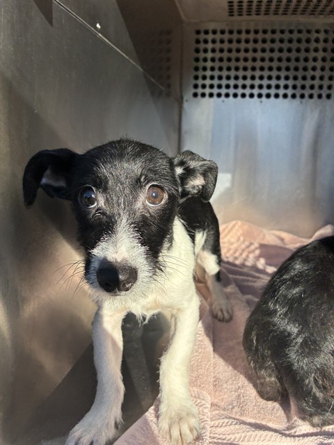 Shelter Stray Male Dog last seen PALM LN AND 83RD AVE, 2500 S 27th Ave, Phoenix, AZ 85009, USA