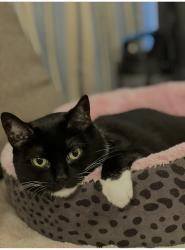 Reunited Female Cat last seen 87th Street / University, Naperville, IL 60565