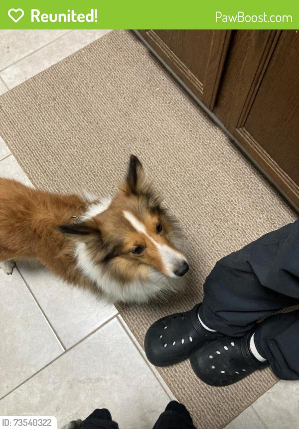 Reunited Male Dog last seen Bavarian lane and Jacqueline dr- pine manor, Rockford, IL 61109