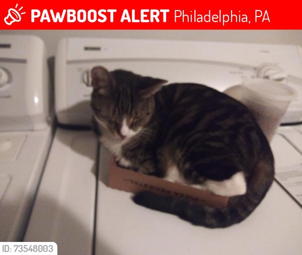 Lost Male Cat last seen Brous, Philadelphia, PA 19149