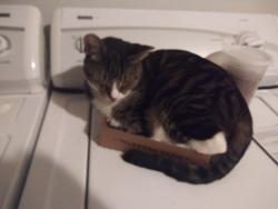 Lost Male Cat last seen Brous, Philadelphia, PA 19149