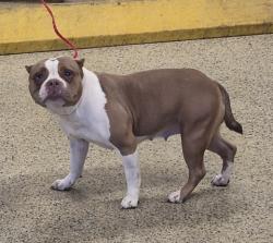 Shelter Stray Female Dog last seen Near BLOCK E FERRY ST DETROIT, MI 48211, 1431 E Ferry St, Detroit, MI 48211, USA