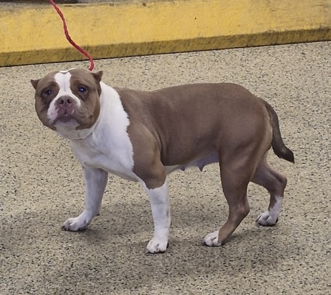 Shelter Stray Female Dog last seen Near BLOCK E FERRY ST DETROIT, MI 48211, 1431 E Ferry St, Detroit, MI 48211, USA
