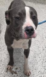 Shelter Stray Female Dog last seen Near BLOCK GRAY ST DETROIT 48215, 1431 E Ferry St, Detroit, MI 48211, USA