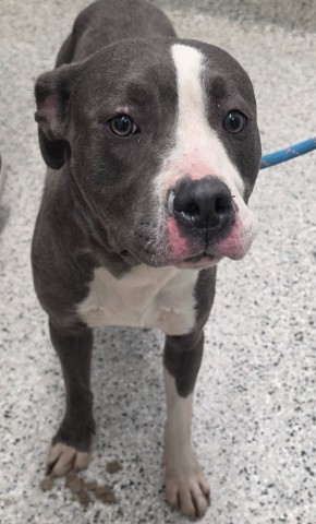 Shelter Stray Female Dog last seen Near BLOCK GRAY ST DETROIT 48215, 1431 E Ferry St, Detroit, MI 48211, USA