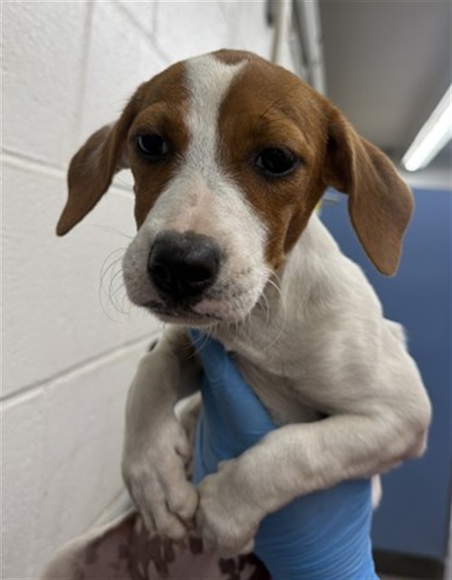 Shelter Stray Female Dog last seen DEL ROSA AVE & EUREKA ST, SAN BERNARDINO, CA, 92404, USA, 333 Chandler Pl, San Bernardino, CA 92408, USA