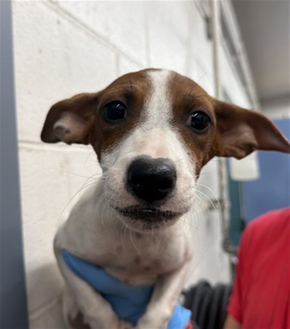 Shelter Stray Female Dog last seen DEL ROSA AVE & EUREKA ST, SAN BERNARDINO, CA, 92404, USA, 333 Chandler Pl, San Bernardino, CA 92408, USA