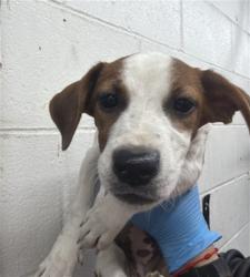 Shelter Stray Female Dog last seen DEL ROSA AVE & EUREKA ST, SAN BERNARDINO, CA, 92404, USA, 333 Chandler Pl, San Bernardino, CA 92408, USA