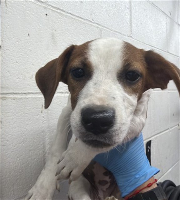 Shelter Stray Female Dog last seen DEL ROSA AVE & EUREKA ST, SAN BERNARDINO, CA, 92404, USA, 333 Chandler Pl, San Bernardino, CA 92408, USA