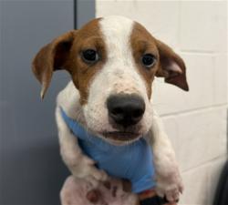 Shelter Stray Male Dog last seen DEL ROSA AVE & EUREKA ST, SAN BERNARDINO, CA, 92404, USA, 333 Chandler Pl, San Bernardino, CA 92408, USA