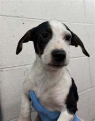 Shelter Stray Male Dog last seen DEL ROSA AVE & EUREKA ST, SAN BERNARDINO, CA, 92404, USA, 333 Chandler Pl, San Bernardino, CA 92408, USA