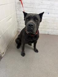 Shelter Stray Female Dog last seen Near BLOCK MAGNOLIA, 333 Chandler Pl, San Bernardino, CA 92408, USA