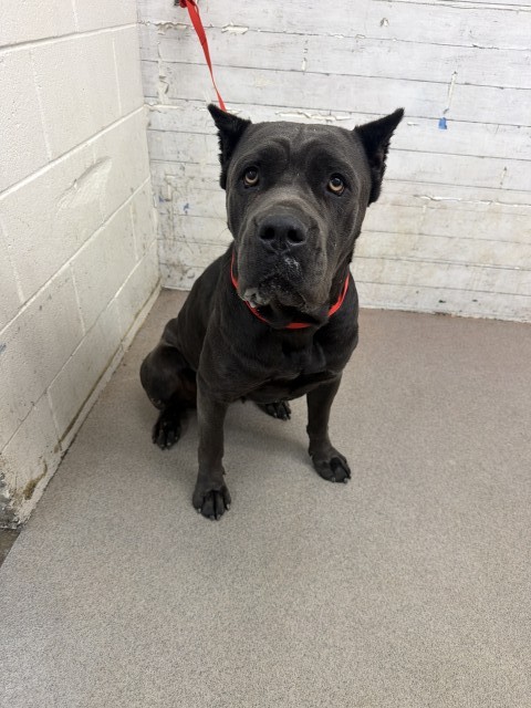 Shelter Stray Female Dog last seen Near BLOCK MAGNOLIA, 333 Chandler Pl, San Bernardino, CA 92408, USA