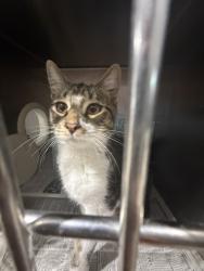 Shelter Stray Male Cat last seen N 3RD ST X W G ST, 333 Chandler Pl, San Bernardino, CA 92408, USA