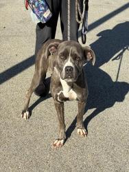 Shelter Stray Female Dog last seen Near BLOCK CANE RUN RD, 3528 Newburg Rd, Louisville, KY 40218, USA