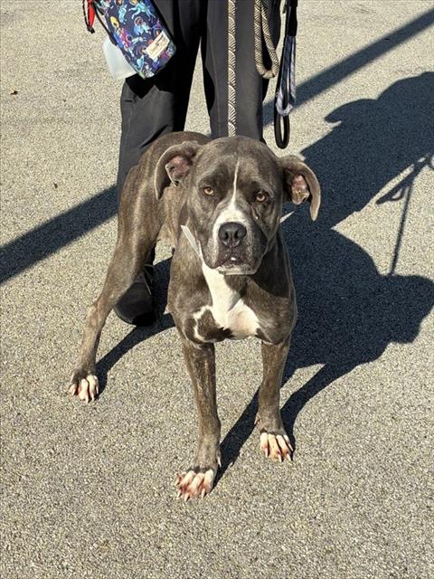 Shelter Stray Female Dog last seen Near BLOCK CANE RUN RD, 3528 Newburg Rd, Louisville, KY 40218, USA