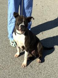 Shelter Stray Female Dog last seen Near BLOCK TAYLOR BLVD, 3528 Newburg Rd, Louisville, KY 40218, USA