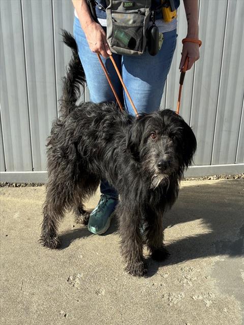 Shelter Stray Female Dog last seen Near BLOCK FLORADORA DR, 3528 Newburg Rd, Louisville, KY 40218, USA