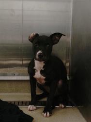 Shelter Stray Female Dog last seen Near BLOCK SW 62 AV, MIRAMAR FL 33023, 2400 SW 42nd St, Fort Lauderdale, FL 33312, USA