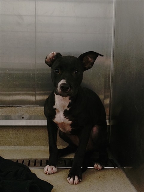 Shelter Stray Female Dog last seen Near BLOCK SW 62 AV, MIRAMAR FL 33023, 2400 SW 42nd St, Fort Lauderdale, FL 33312, USA