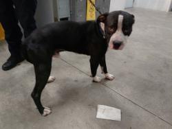 Shelter Stray Male Dog last seen Near BLOCK SW 62 AV, MIRAMAR FL 33023, 2400 SW 42nd St, Fort Lauderdale, FL 33312, USA