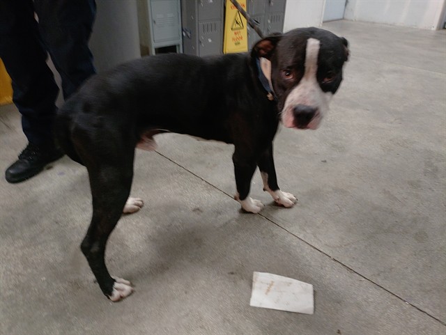 Shelter Stray Male Dog last seen Near BLOCK SW 62 AV, MIRAMAR FL 33023, 2400 SW 42nd St, Fort Lauderdale, FL 33312, USA