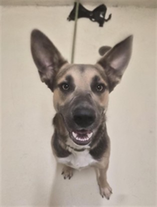 Shelter Stray Male Dog last seen Near BLOCK CEDAR BL, 1950 Stevenson Blvd, Fremont, CA 94538, USA