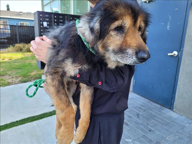 Shelter Stray Male Dog last seen , 957 N Gaffey St, San Pedro, CA 90731, USA