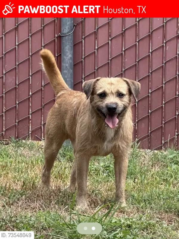 Lost Male Dog last seen Neff st, Houston, TX 77074