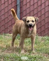 Lost Male Dog last seen Neff st, Houston, TX 77074