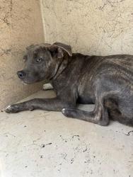 Shelter Stray Male Dog last seen Near BLOCK SW 23RD ST, 2811 SE 29th St, Oklahoma City, OK 73129, USA