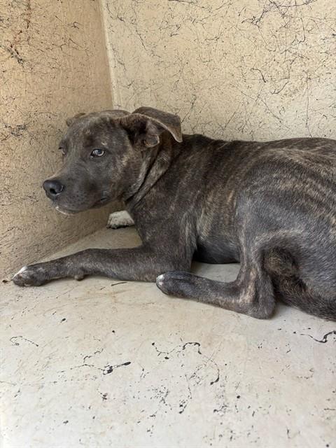 Shelter Stray Male Dog last seen Near BLOCK SW 23RD ST, 2811 SE 29th St, Oklahoma City, OK 73129, USA
