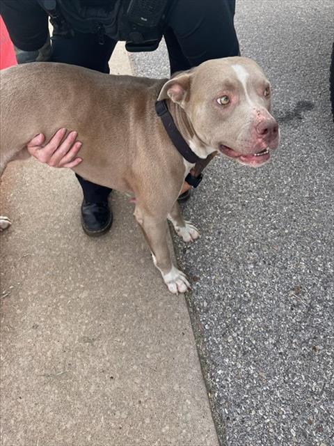 Shelter Stray Male Dog last seen Near BLOCK NE 30TH, 2811 SE 29th St, Oklahoma City, OK 73129, USA