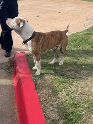 Shelter Stray Male Dog last seen Near BLOCK NE 30TH, 2811 SE 29th St, Oklahoma City, OK 73129, USA