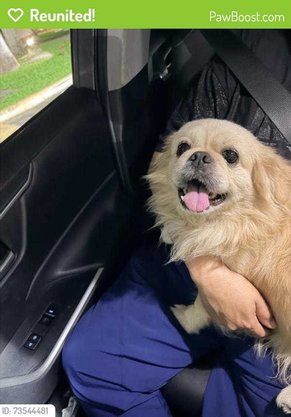 Reunited Male Dog last seen SW 61st Ln & SW 147th Ave, Kendale Lakes, FL 33183, USA, Kendall West, FL 33193