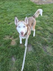 Reunited Female Dog last seen Clyde Park Ave and Grandville St., Wyoming, MI 49503