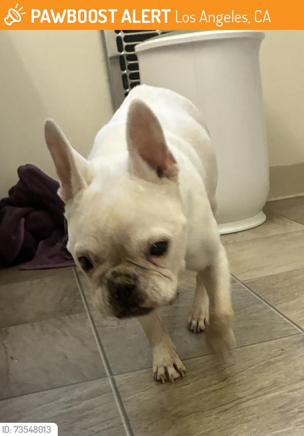 Found/Stray Female Dog last seen Castle Heights, Los Angeles, CA 90034