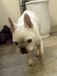 Found/Stray Female Dog last seen Castle Heights, Los Angeles, CA 90034