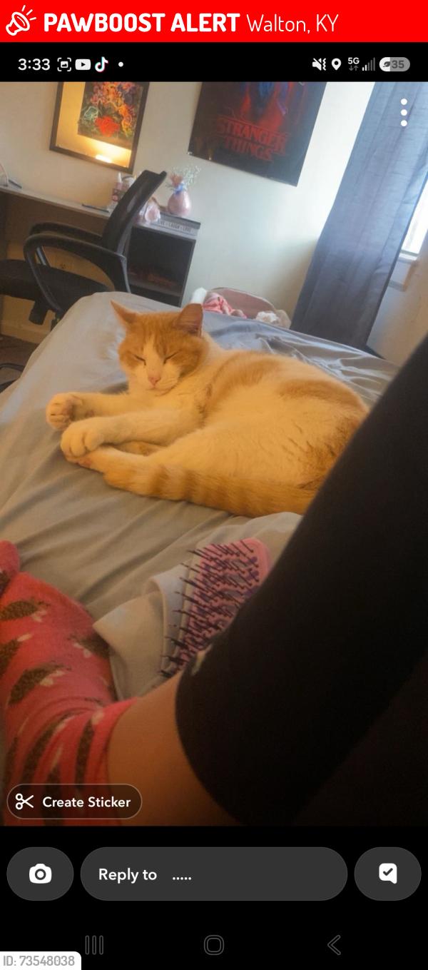 Lost Male Cat last seen Brookview townhouses walton ky 41094, Walton, KY 41094