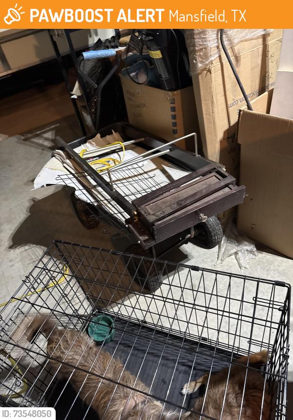 Found/Stray Unknown Dog last seen National Parkway & Sage Drive, Mansfield, TX 76063