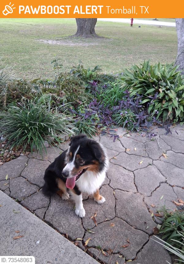 Found/Stray Male Dog last seen Boudreaux ests dr, Tomball, TX 77375
