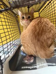 Shelter Stray Male Cat last seen , 3201 Lacy St, Los Angeles, CA 90031, USA