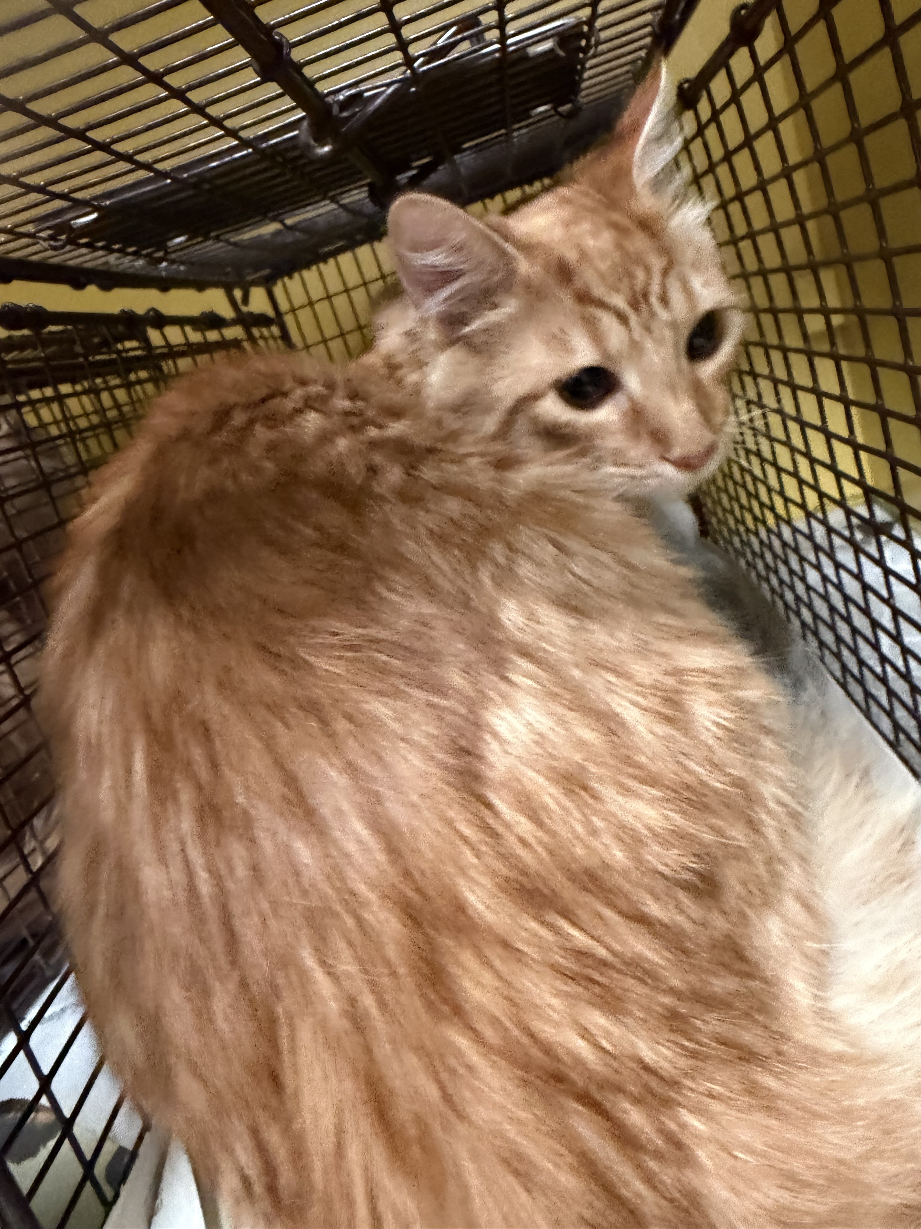 Shelter Stray Male Cat last seen , 3201 Lacy St, Los Angeles, CA 90031, USA