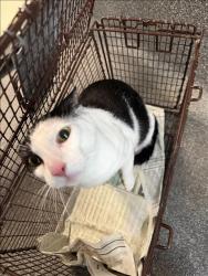 Shelter Stray Male Cat last seen , 3201 Lacy St, Los Angeles, CA 90031, USA